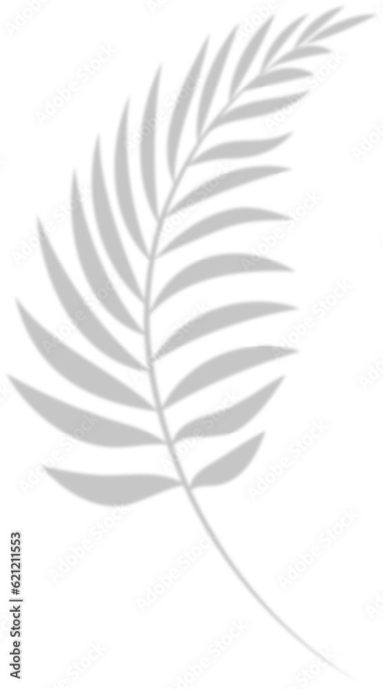 Shadow palm tree leaf silhouette. Shadow palm tree leaf silhouette.