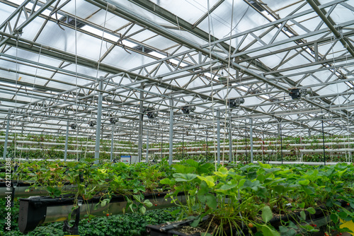 Wallpaper Mural Shouguang ecological vegetable greenhouse interior scene Torontodigital.ca
