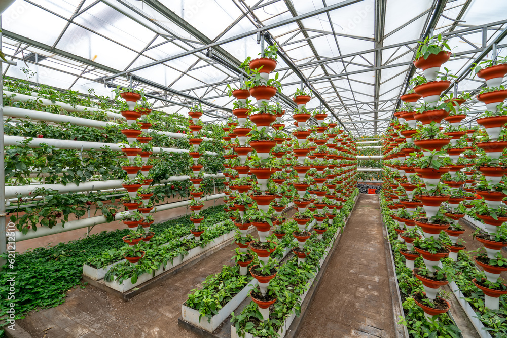 Shouguang ecological vegetable greenhouse interior scene Shouguang ecological vegetable greenhouse interior scene
