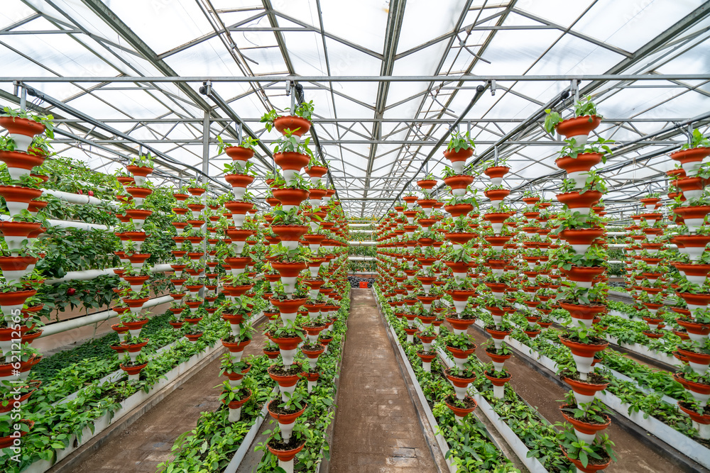 Shouguang ecological vegetable greenhouse interior scene Shouguang ecological vegetable greenhouse interior scene