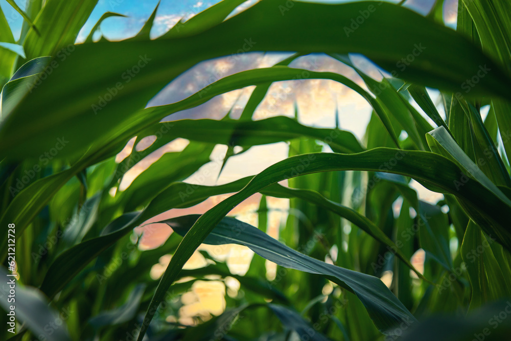 Field corn grows in the field. Selective focus. Field corn grows in the field. Selective focus.