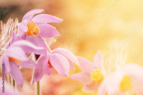 Beautiful Wild Spring Flowers in sunlight sunbeam flare. Flowering Blooming Plant. spring concept