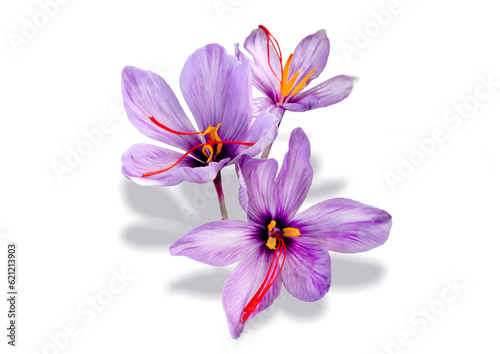 Saffron is a spice derived from the flower of Crocus sativus, commonly known as the 