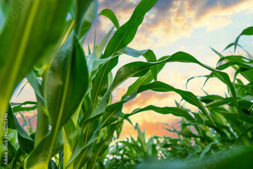 Field corn grows in the field. Selective focus.