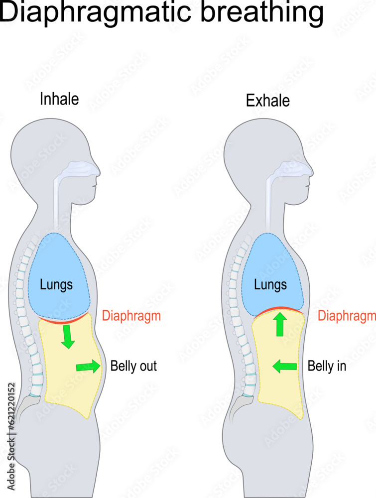 ABDOMINAL BREATHING BENEFITS visual data 5