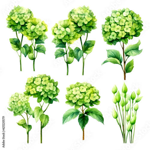 Set of green hydrangea floral watecolor. flowers and leaves. Floral poster, invitation floral. Vector arrangements for greeting card or invitation design