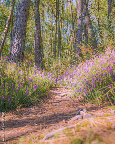 Merlin's Forest, Brocéliande