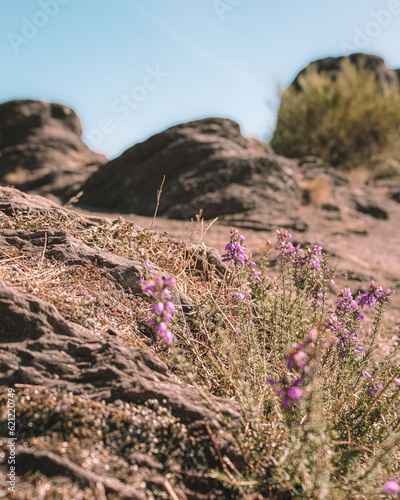 Merlin's Forest, Brocéliande