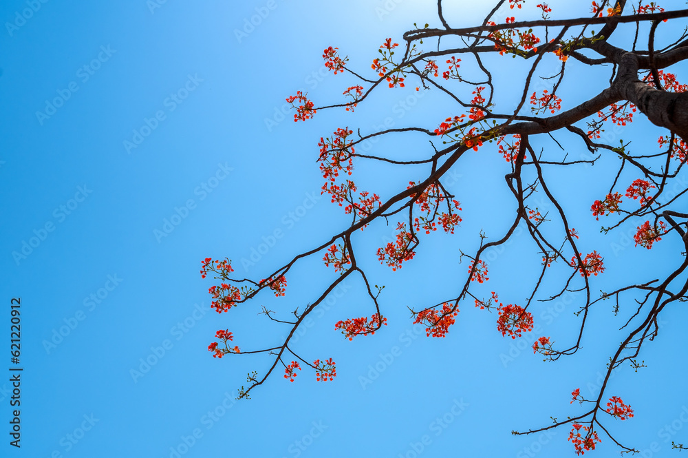 Gulmohar flowers fully bloomed on tree with blue sky. This flower also called as krishna chura, flame tree. Gulmohar flowers fully bloomed on tree with blue sky. This flower also called as krishna chura, flame tree.