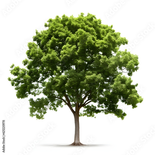 green tree isolated on white
