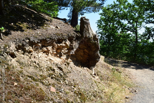 root of a cut tree photo