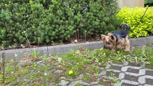 Yorkshire terrier in the city for a walk