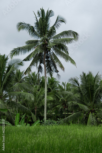 Palm trees, tropical forest, Bali landscape
