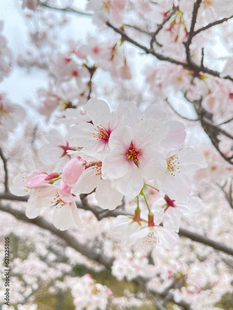 春の桜・春の訪れを感じる花