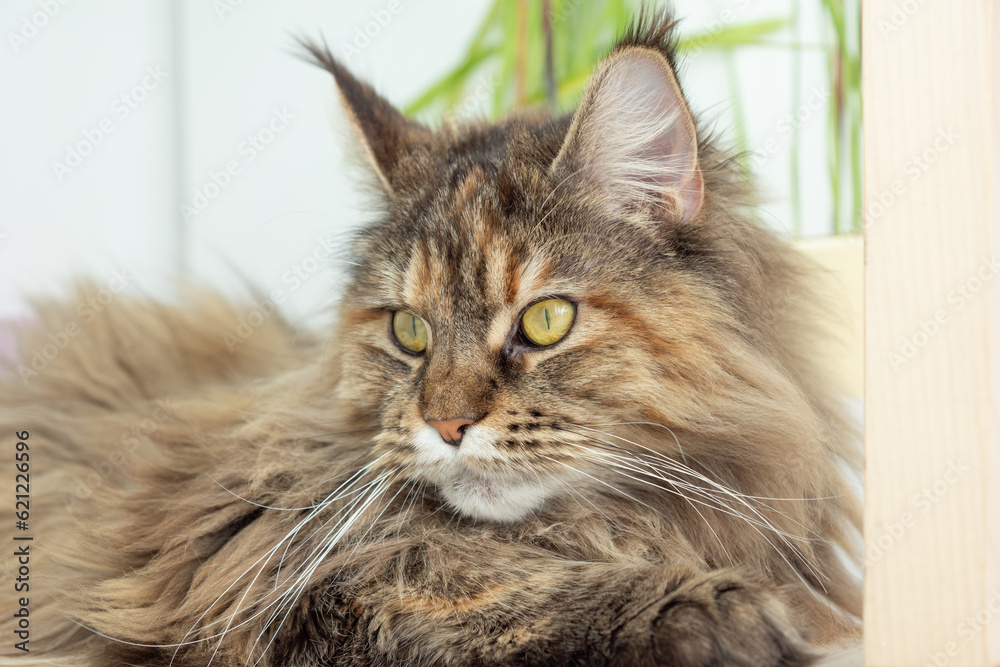 Cute furry Maine Coon cat with yellow-green eyes and long beige-brown ...