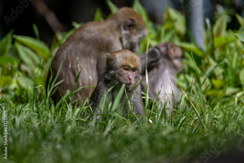 Baby macaque in Taiwan © OvidiuDaniel