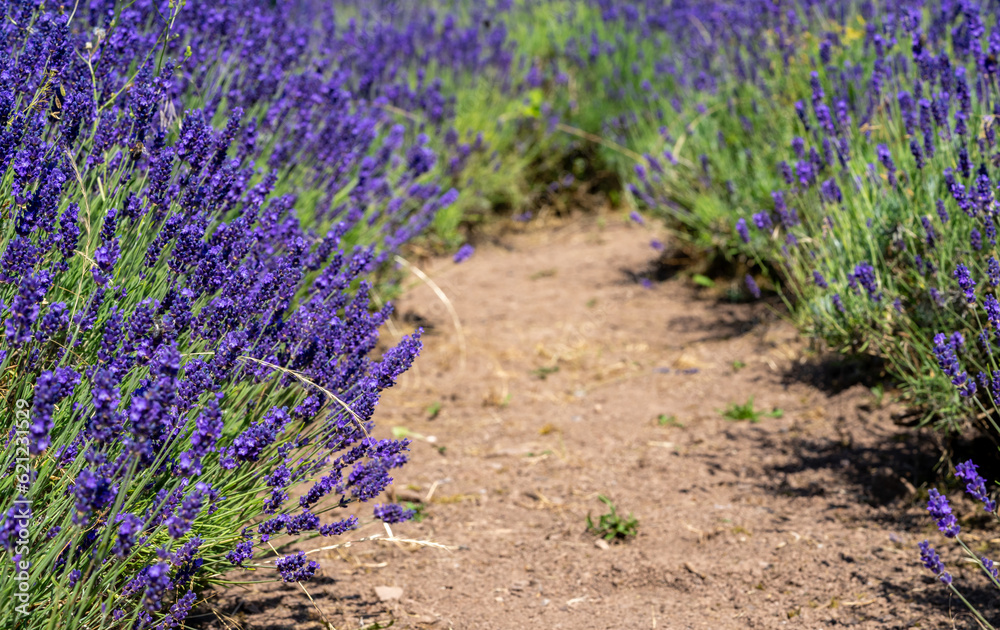 lavender field in provence region lavender field in provence region