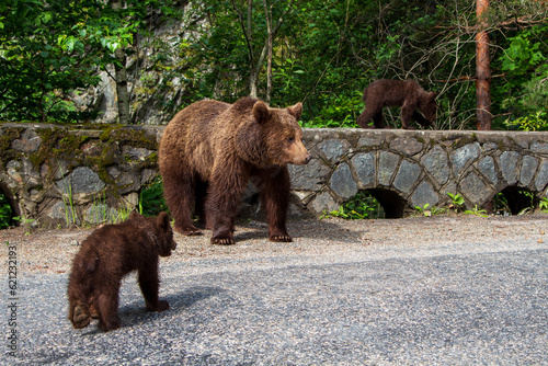 Young bears on the Transfagarasan road in Romania