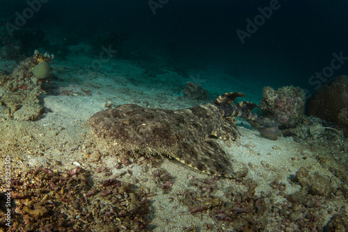Tasselled wobbegong is laing on the bottom during dive. Eucrossorhinus dasypogon in Raja Ampat. Big hidden shark among the coral. Indonesian wobbegong is sleeping on the seabed. 