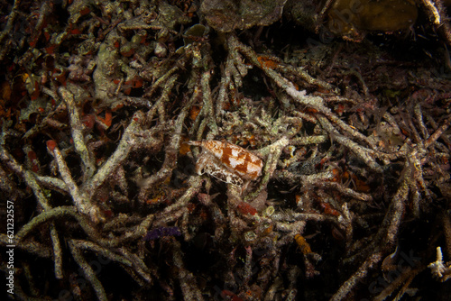 Conus geographus during dive in Raja Ampat. Geography cone on the sea bed in Indonesia. Marine life. Poisonous snail with white and brown shell.