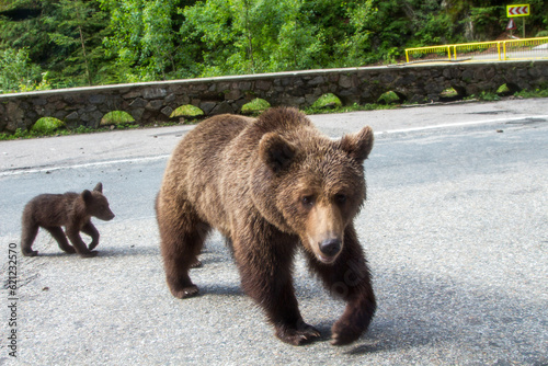 Bear family on the Transfagarasan, Romania photo