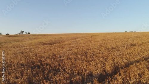 Australian rural scenes Wheatbelt. 4K farming scenes wheat