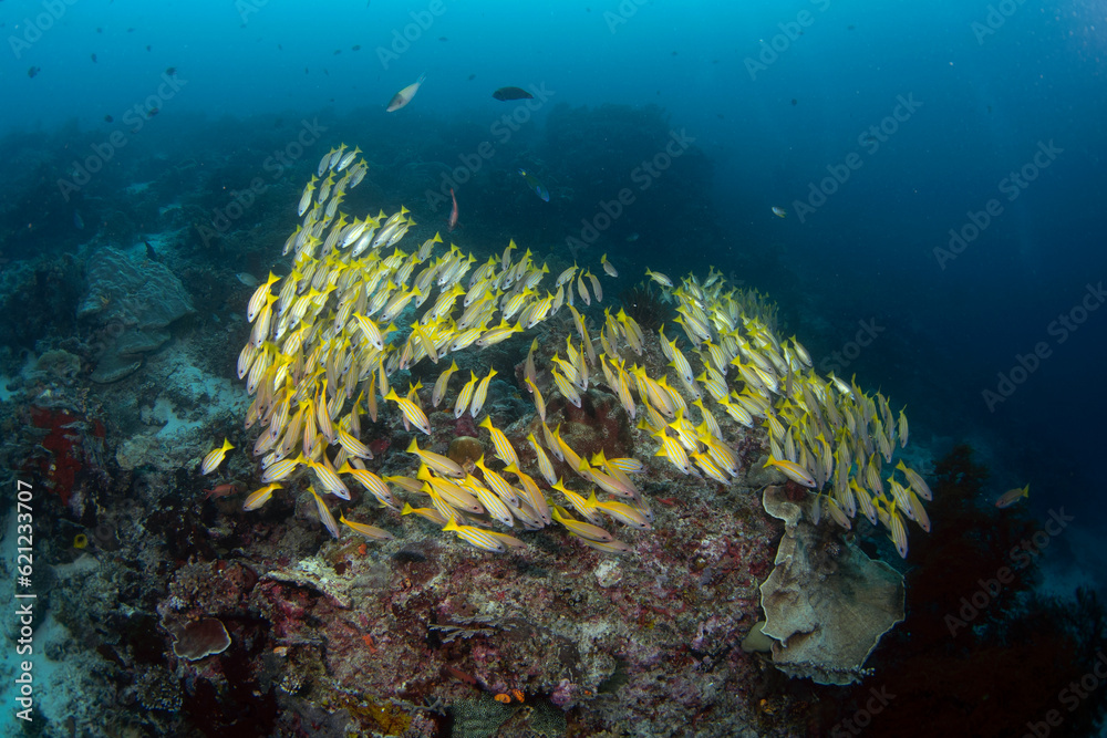 Mimic goatfish swim in big shoal with yellowfin goatfish ...