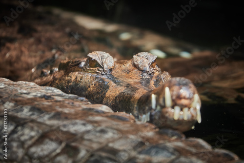 eyes of a crocodile looking out of water