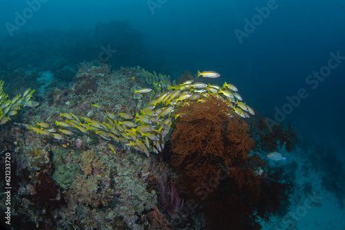 Mimic goatfish swim in big shoal with yellowfin goatfish. Mulloidichthys mimicus and mulloidichthys vanicolensis during dive on Raja Ampat. Aboundit ocean in Indonesia. Small yellow fish with white  y