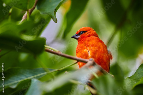 orange bird sitting in green tropical tree