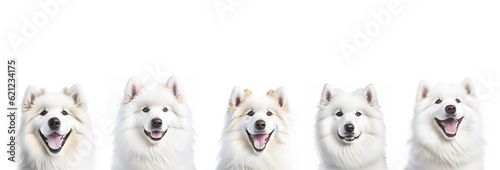 Collage close-up portrait group of young cute white happy smiling Samoyed dog head on white background banner. AI generated