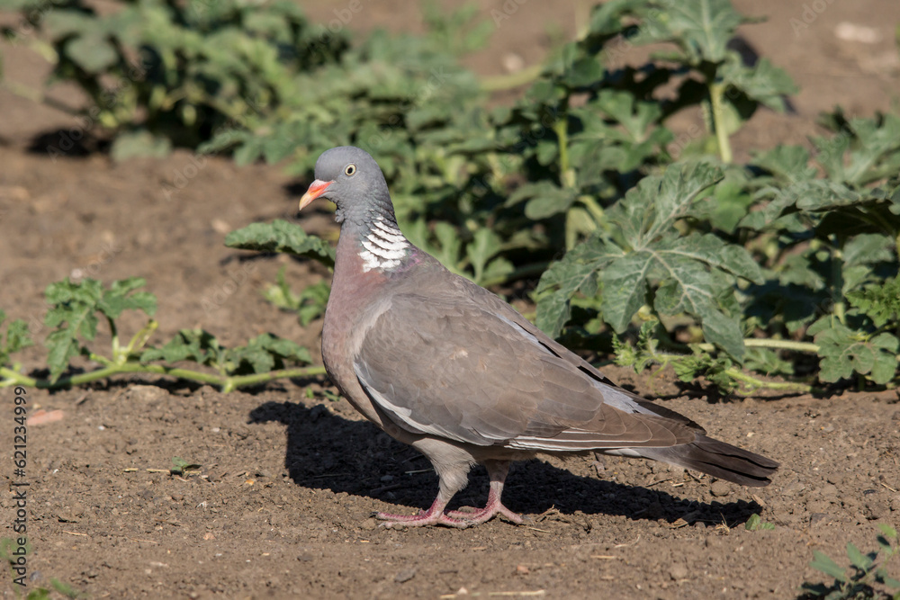The red pigeon (Columba palumbus) The red pigeon (Columba palumbus)