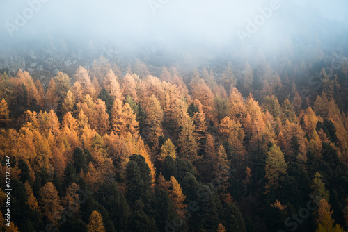A forest of golden larches in Switzerland surrounded by low clouds and fog, in autumn