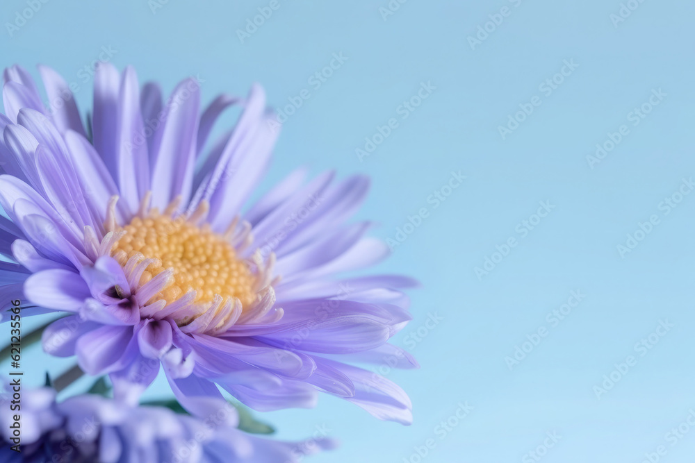 Single azure aster flower isolated on a light blue background. Copy space on the right. Wedding, mother's day, women's day concept. Floral and spring themed web banner. 