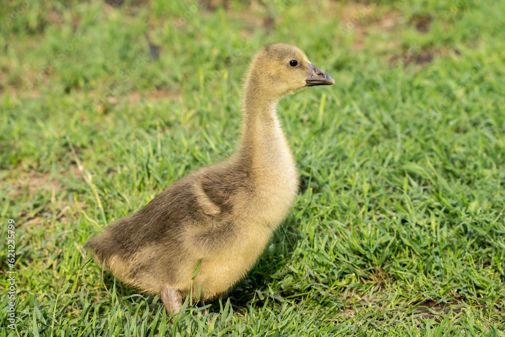 The Goose portrait. The Goose portrait.