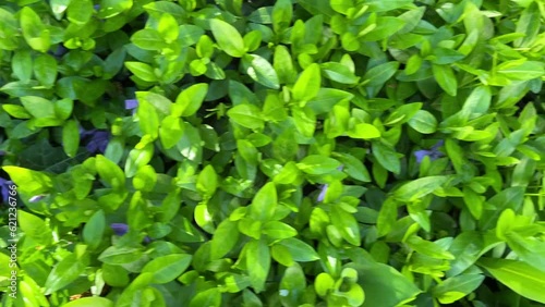 Green leaves of a spring shrub with small blue flowers. Background texture