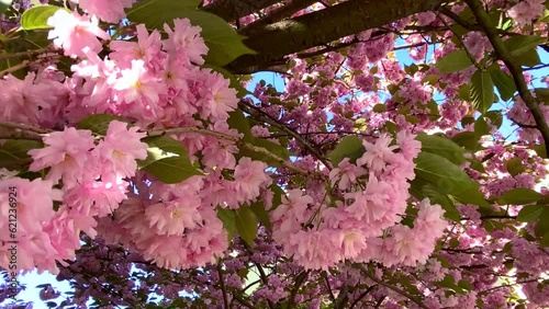 A blossoming branch of sakura sways in the wind.