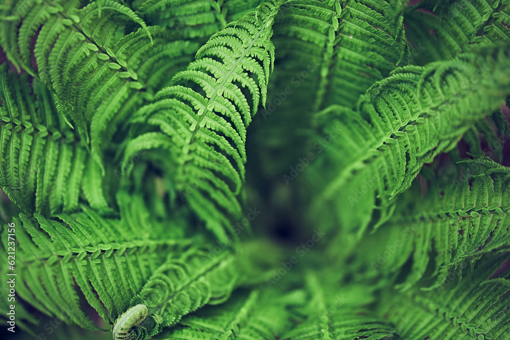 The background image of fern leaves is green, the colors of spring leaves are ideal for seasonal use. High quality photo