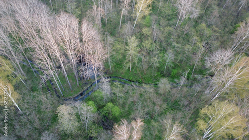 Transparent spring forest from a bird's eye view. Photo of the forest from a drone from a height of 60 meters.