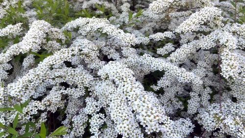General view of flowering branch Spiraea Van Guta