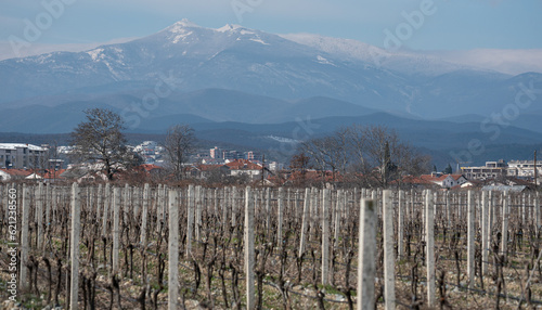 A field with vine bushes in winter, in the background mountains with snow-covered peaks near the border of Greece and Macedonia. Cultivation of grapes. photo