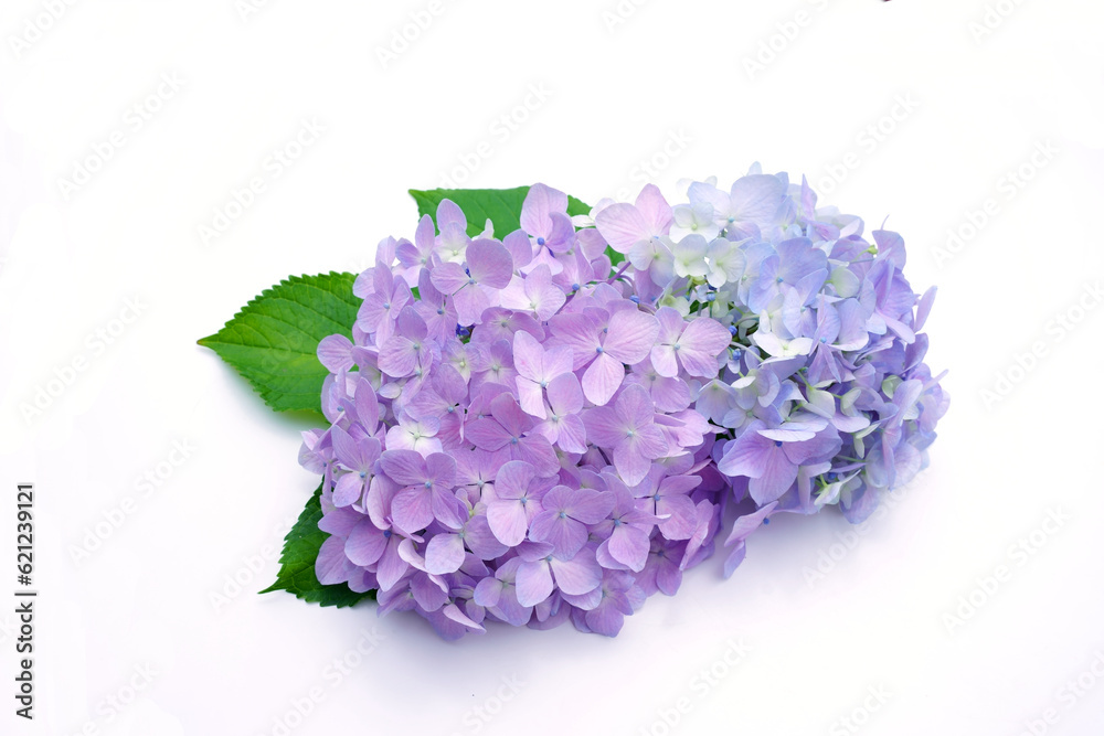 Obraz premium アジサイ