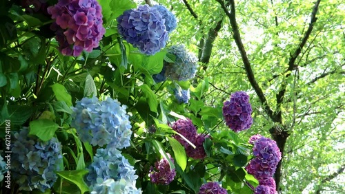 夏風に揺れる木漏れ日のアジサイ  slide 24sec