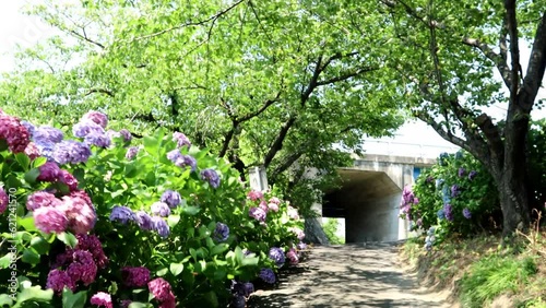 夏風に揺れる街道のあじさい dorry 24sec