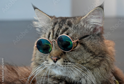 A close up shot of cat wears a sunglasses