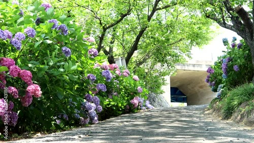 夏風に揺れる街道のあじさい   pan 18sec