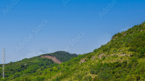 Pine forest under the azure sky in the Black Sea mountains. Empty text space. 