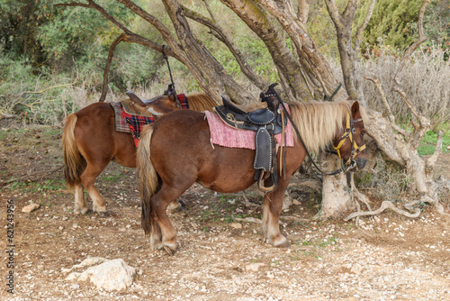 Punta de n'Amer Sa Coma mallorca Pony guide
