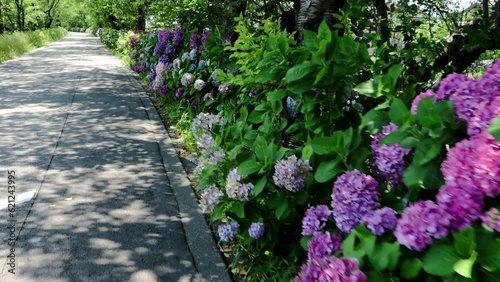 夏風に揺れる街道のあじさい  dorry 17sec