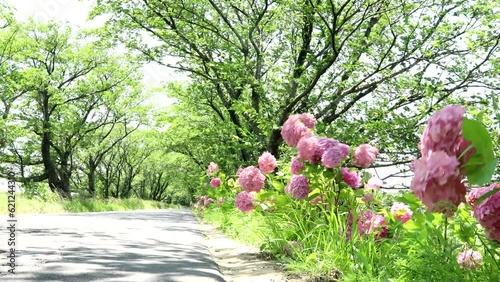 夏風に揺れる街道のあじさい   fix 29sec